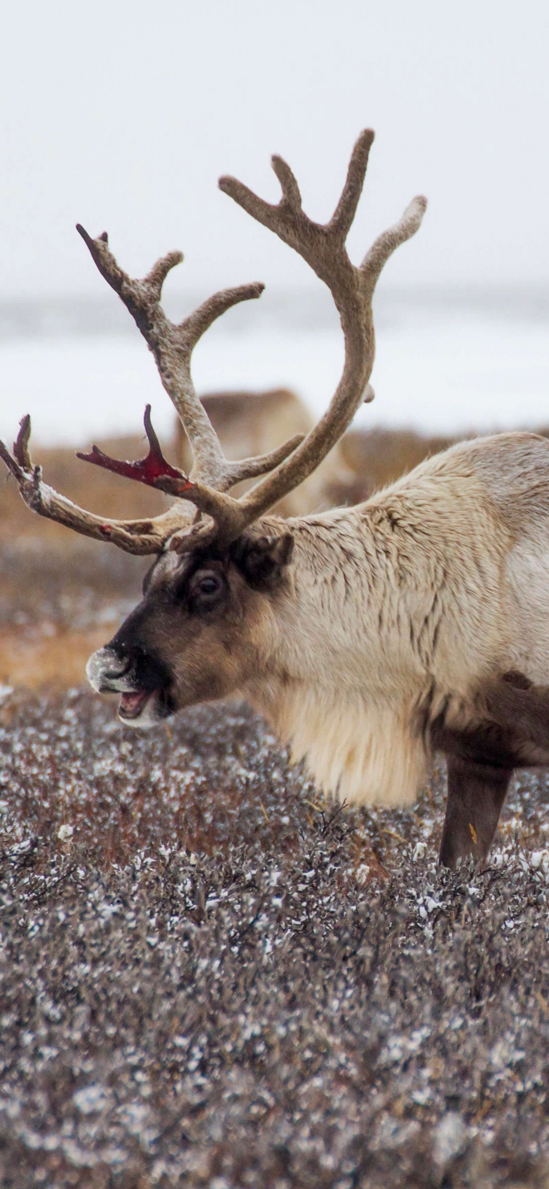 Обои Северный олень в России, Рудольф, лось, Дед Мороз, Санта-Клаус в разрешении 1125x2436