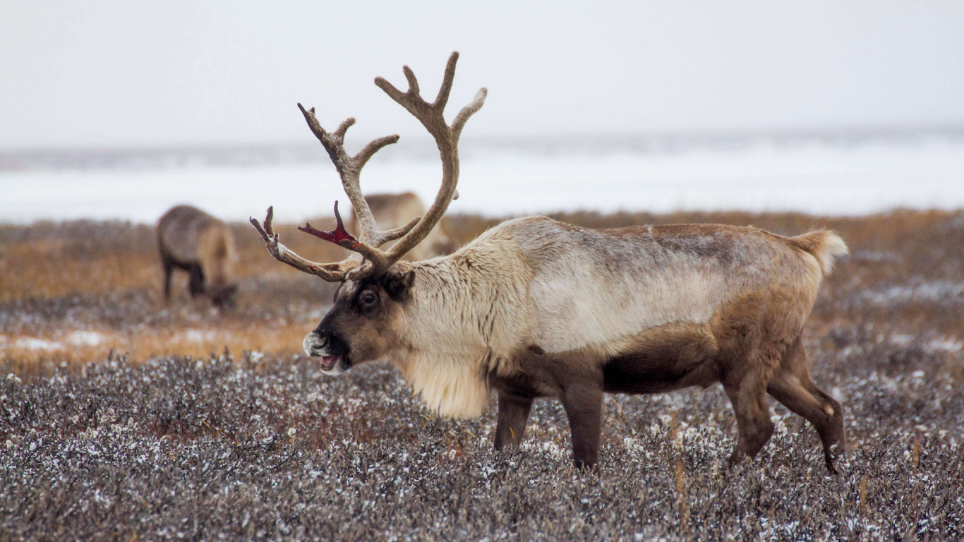 Обои Северный олень в России, Рудольф, лось, Дед Мороз, Санта-Клаус в разрешении 1366x768