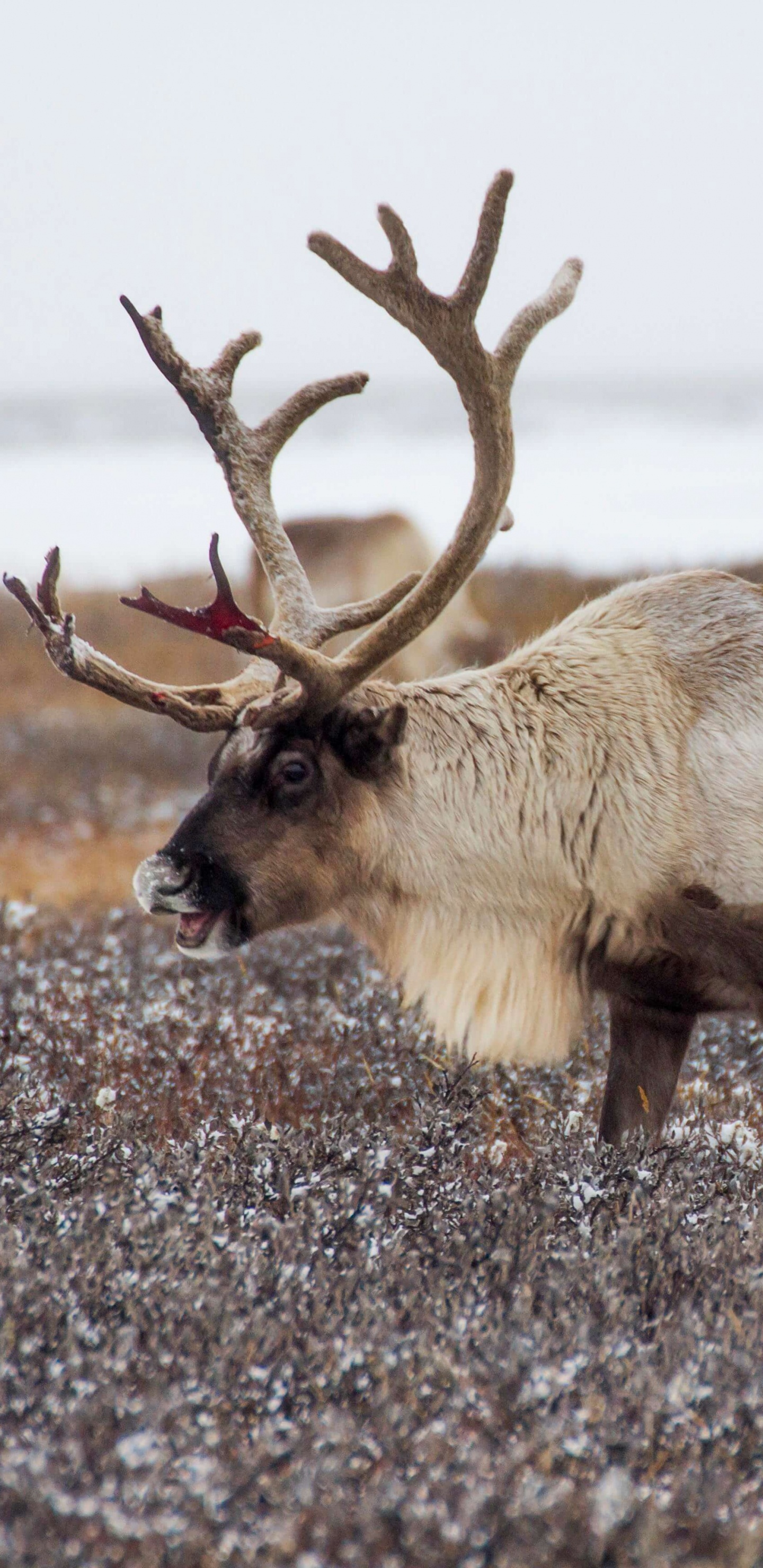 Обои Северный олень в России, Рудольф, лось, Дед Мороз, Санта-Клаус в разрешении 1440x2960