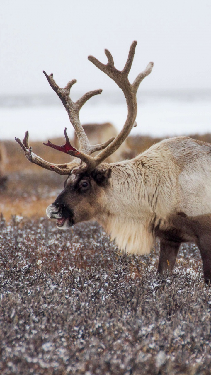 Обои Северный олень в России, Рудольф, лось, Дед Мороз, Санта-Клаус в разрешении 720x1280