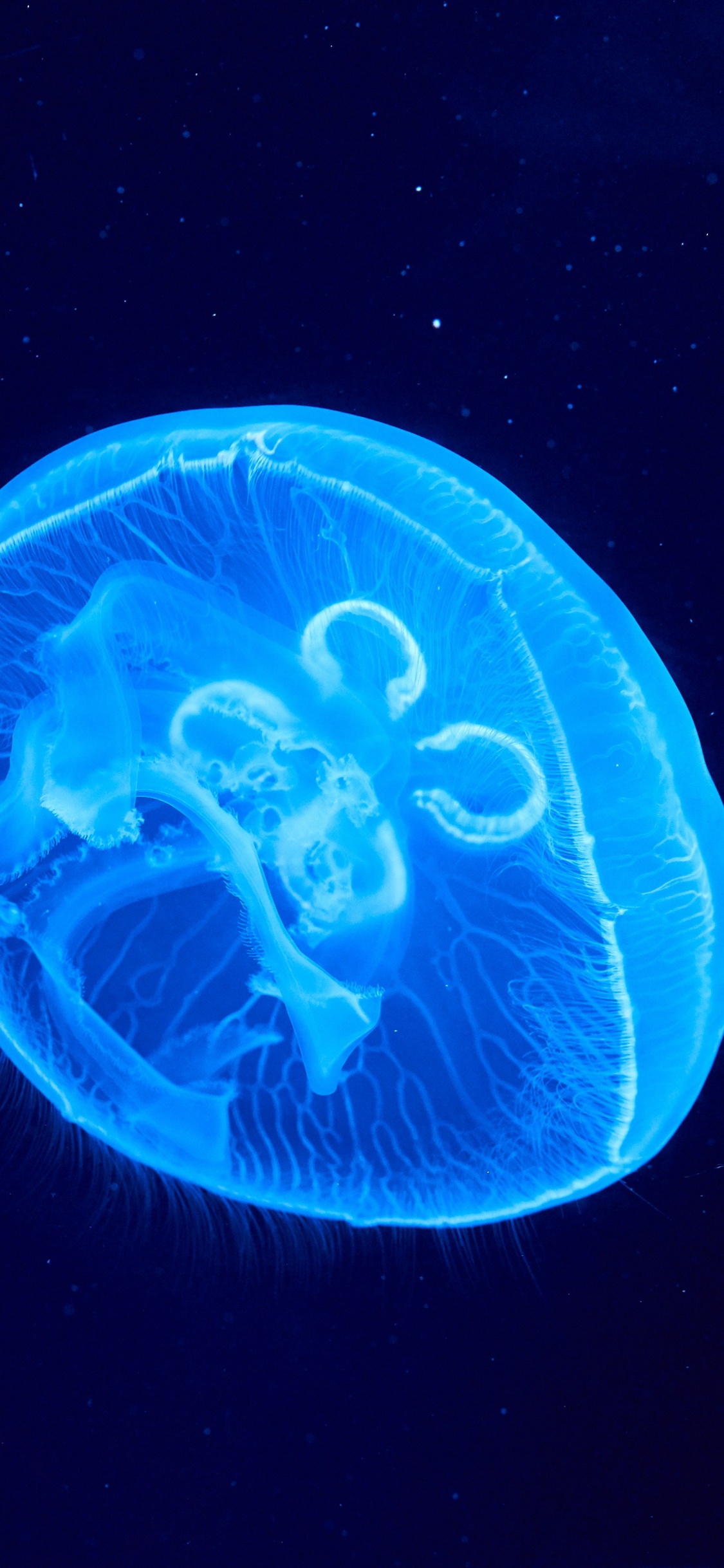 Обои Медуза, биолюминесценция, cnidaria, морская биология, земля в разрешении 1125x2436