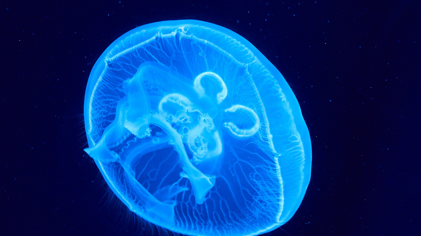 Обои Медуза, биолюминесценция, cnidaria, морская биология, земля в разрешении 1366x768