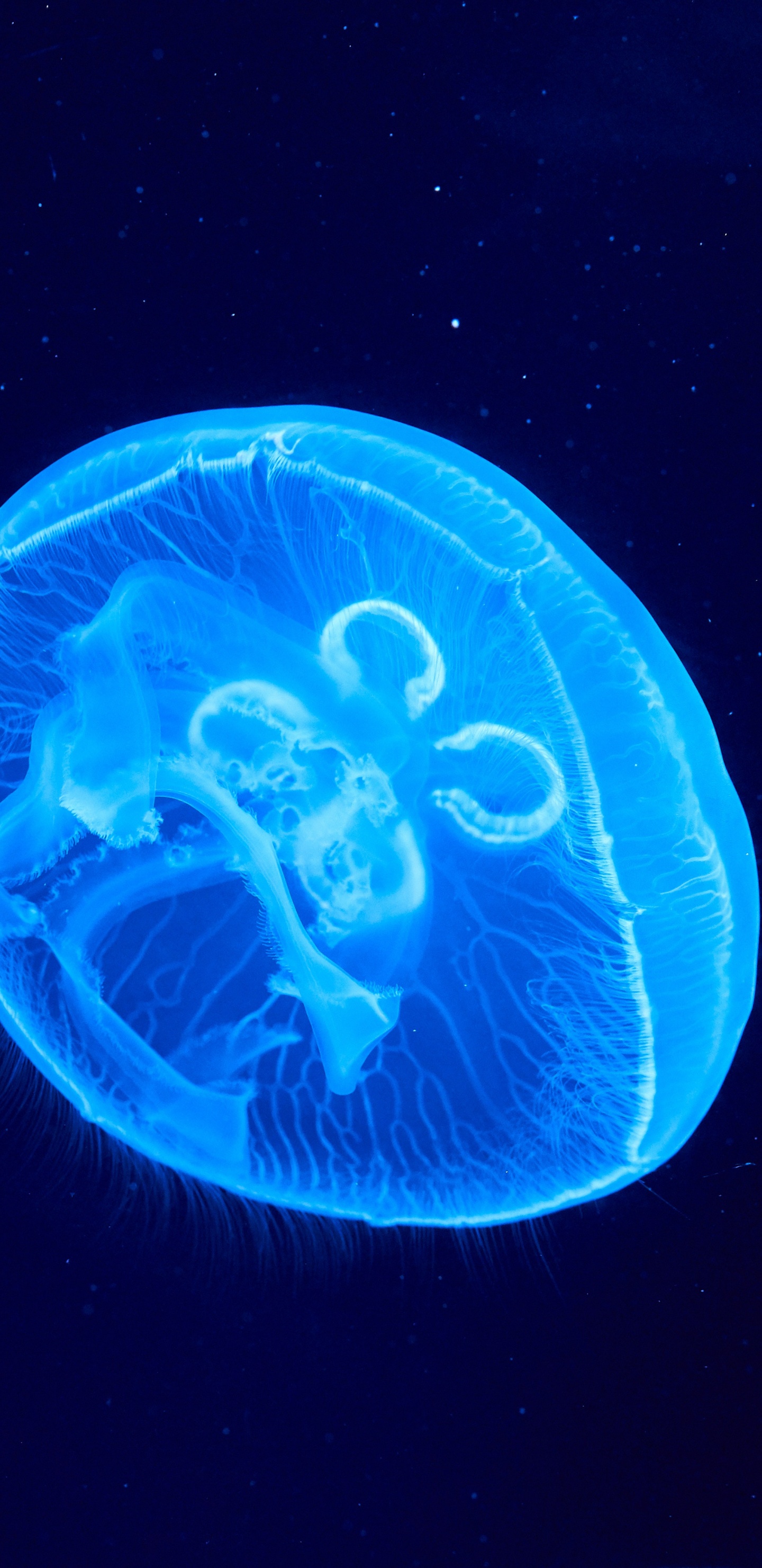 Обои Медуза, биолюминесценция, cnidaria, морская биология, земля в разрешении 1440x2960