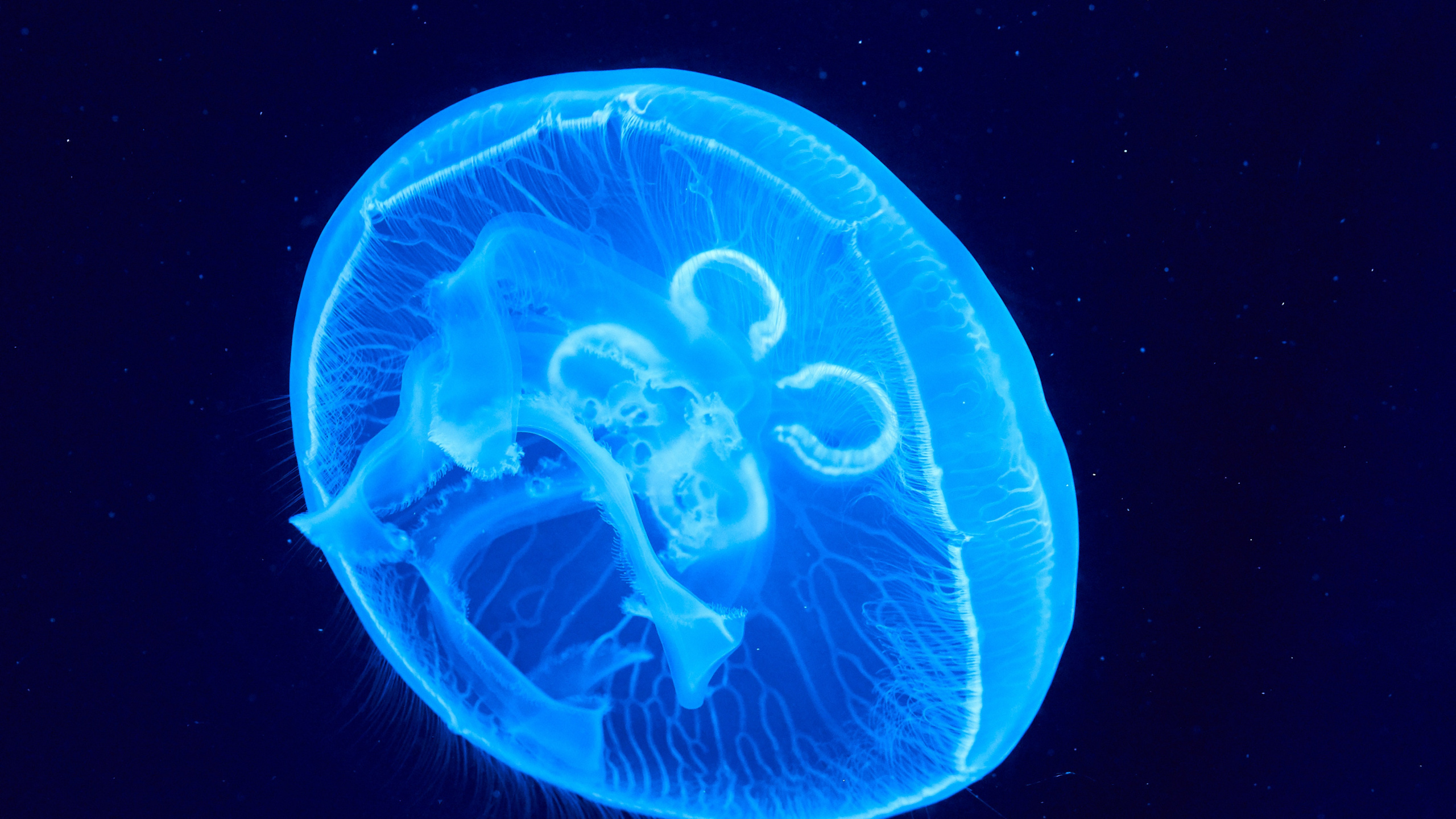 Обои Медуза, биолюминесценция, cnidaria, морская биология, земля в разрешении 2560x1440