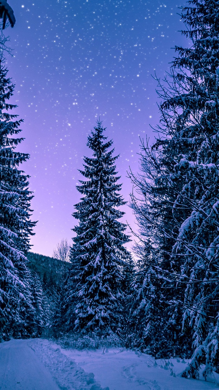 Обои смартфон, снег, растение, атмосфера, природа в разрешении 720x1280