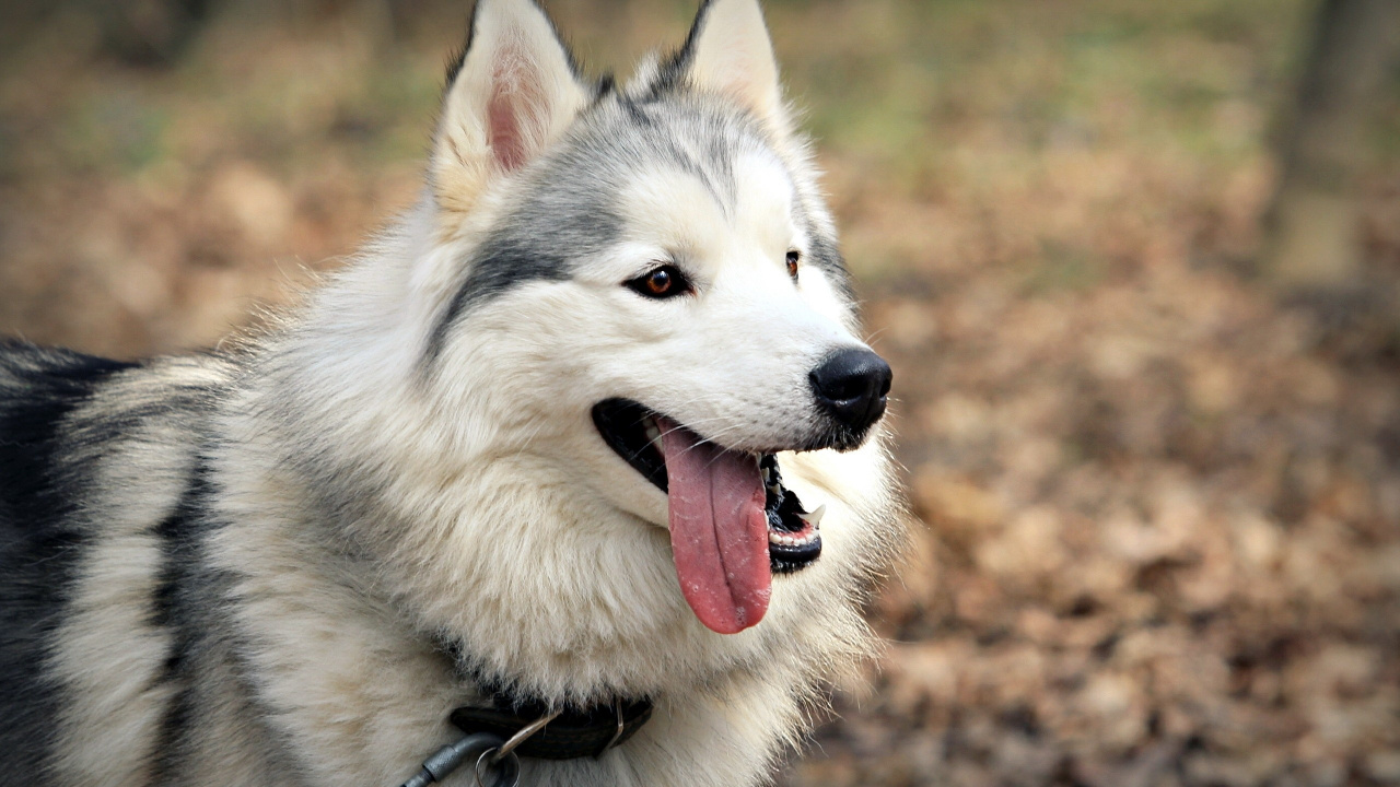 Обои щенок, собака породы, tamaskan собака, Сибирский Хаски, ездовая собака в разрешении 1280x720