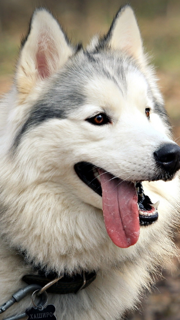 Обои щенок, собака породы, tamaskan собака, Сибирский Хаски, ездовая собака в разрешении 750x1334