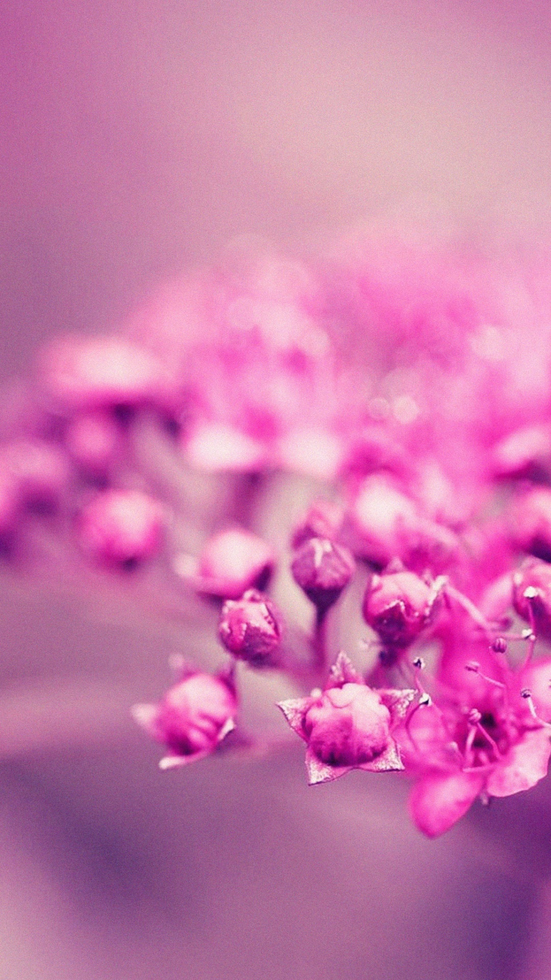 Обои розовый, цветок, лепесток, весна, пурпур в разрешении 1080x1920