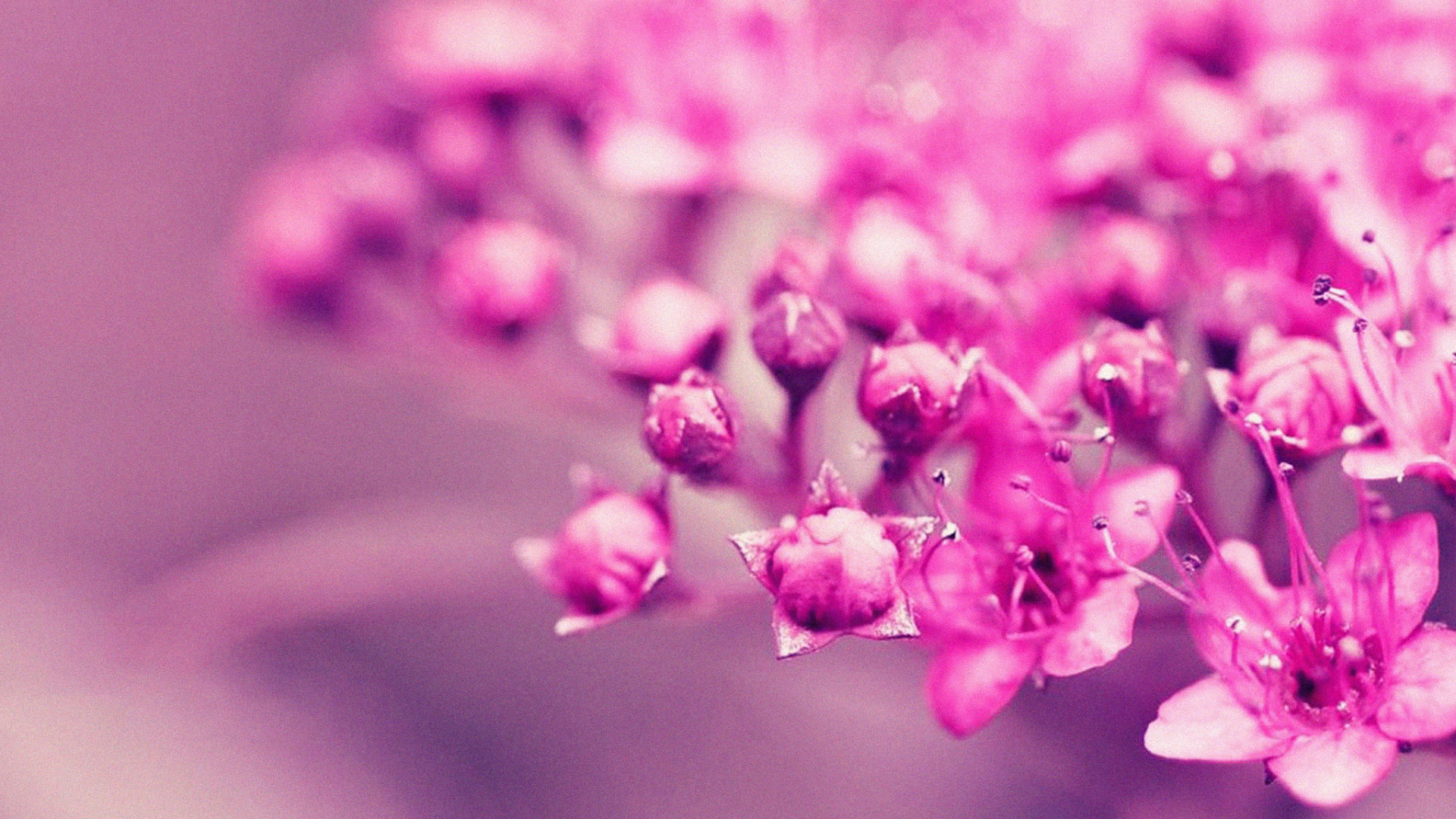 Обои розовый, цветок, лепесток, весна, пурпур в разрешении 1920x1080