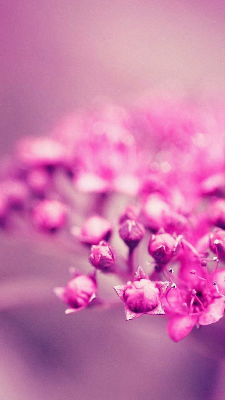 Обои розовый, цветок, лепесток, весна, пурпур в разрешении 720x1280