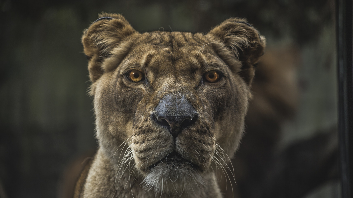 Обои живая природа, наземные животные, кошачьих, морда, бакенбарды в разрешении 1366x768