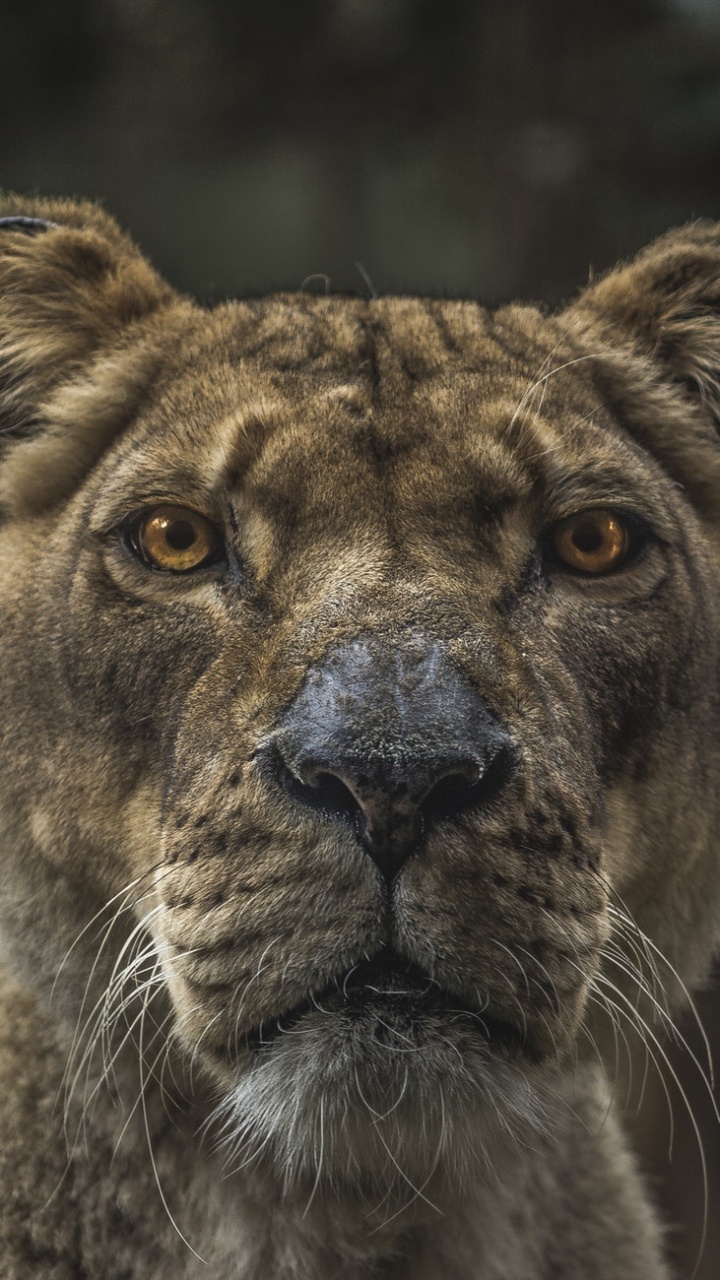 Обои живая природа, наземные животные, кошачьих, морда, бакенбарды в разрешении 720x1280