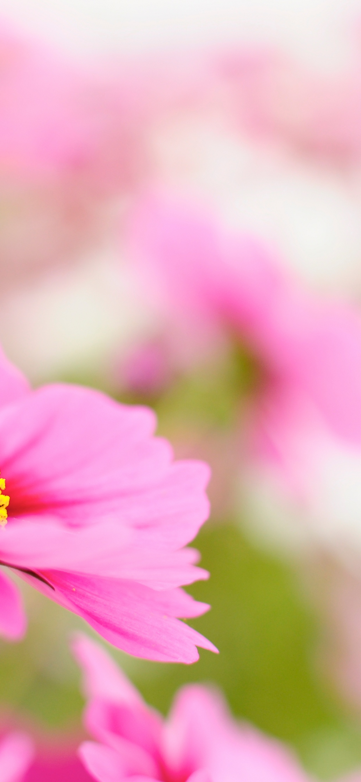 Обои цветок, Вселенная, растение, лепесток, розовый в разрешении 1242x2688