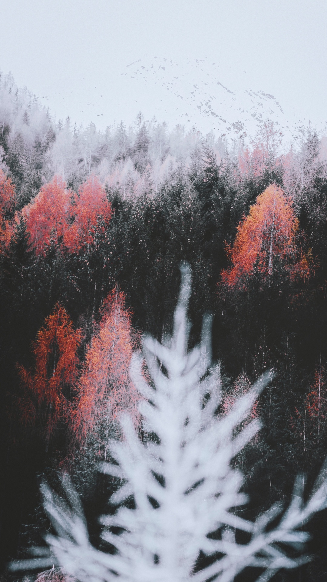 Обои природа, лист, растение, ветвь, природный ландшафт в разрешении 1080x1920