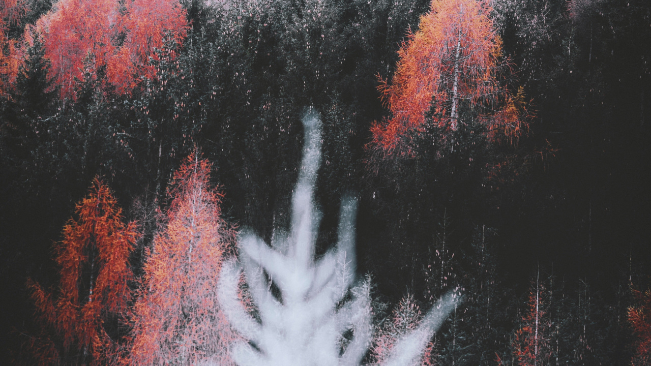 Обои природа, лист, растение, ветвь, природный ландшафт в разрешении 1280x720