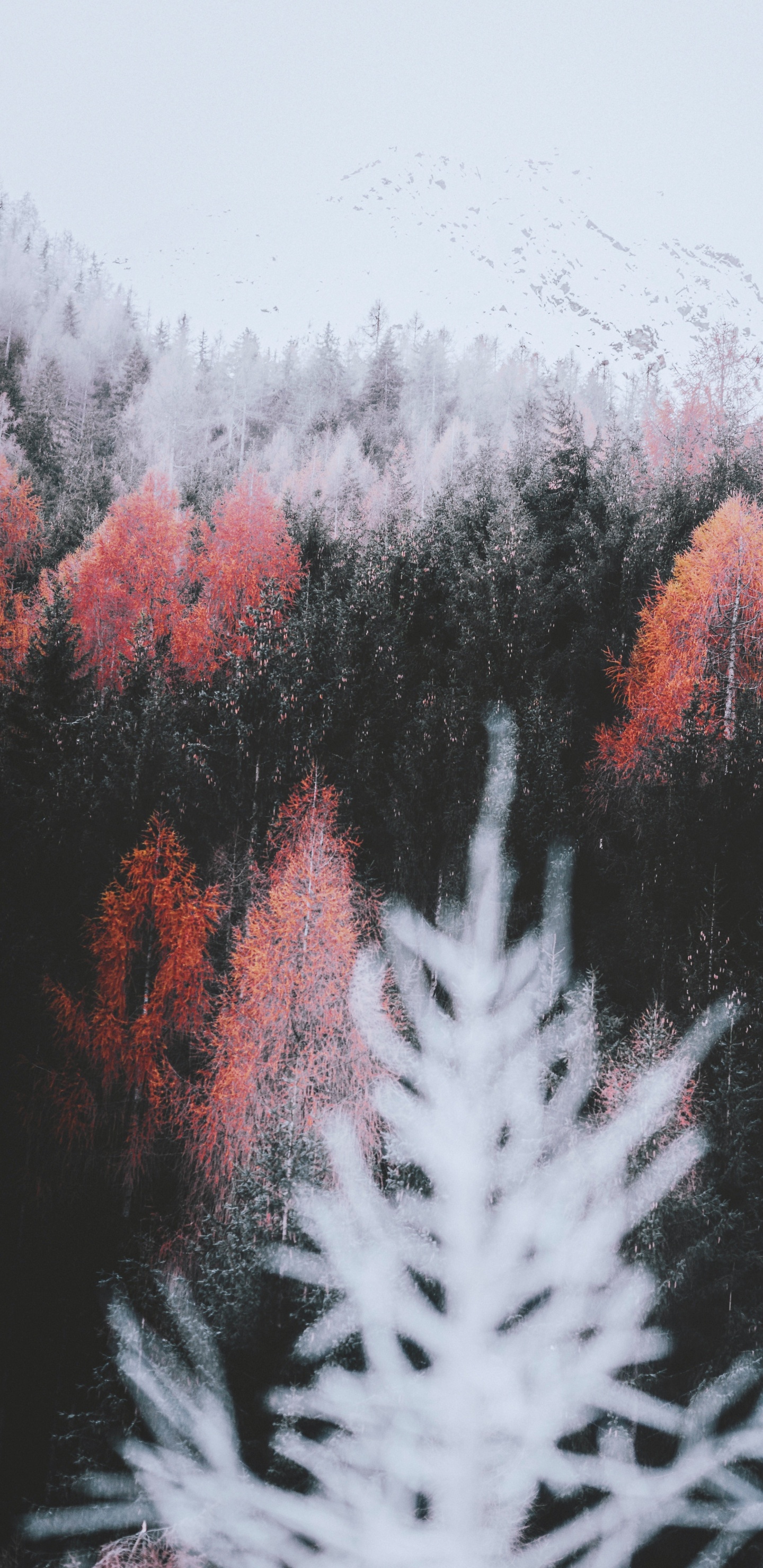 Обои природа, лист, растение, ветвь, природный ландшафт в разрешении 1440x2960