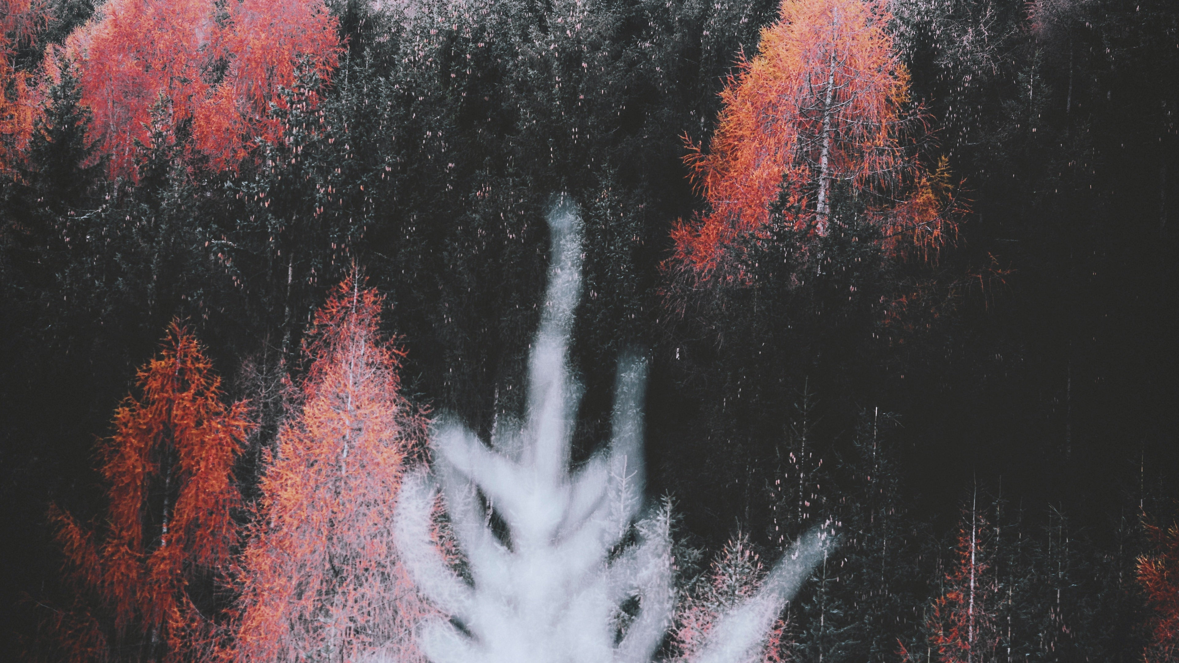 Обои природа, лист, растение, ветвь, природный ландшафт в разрешении 3840x2160