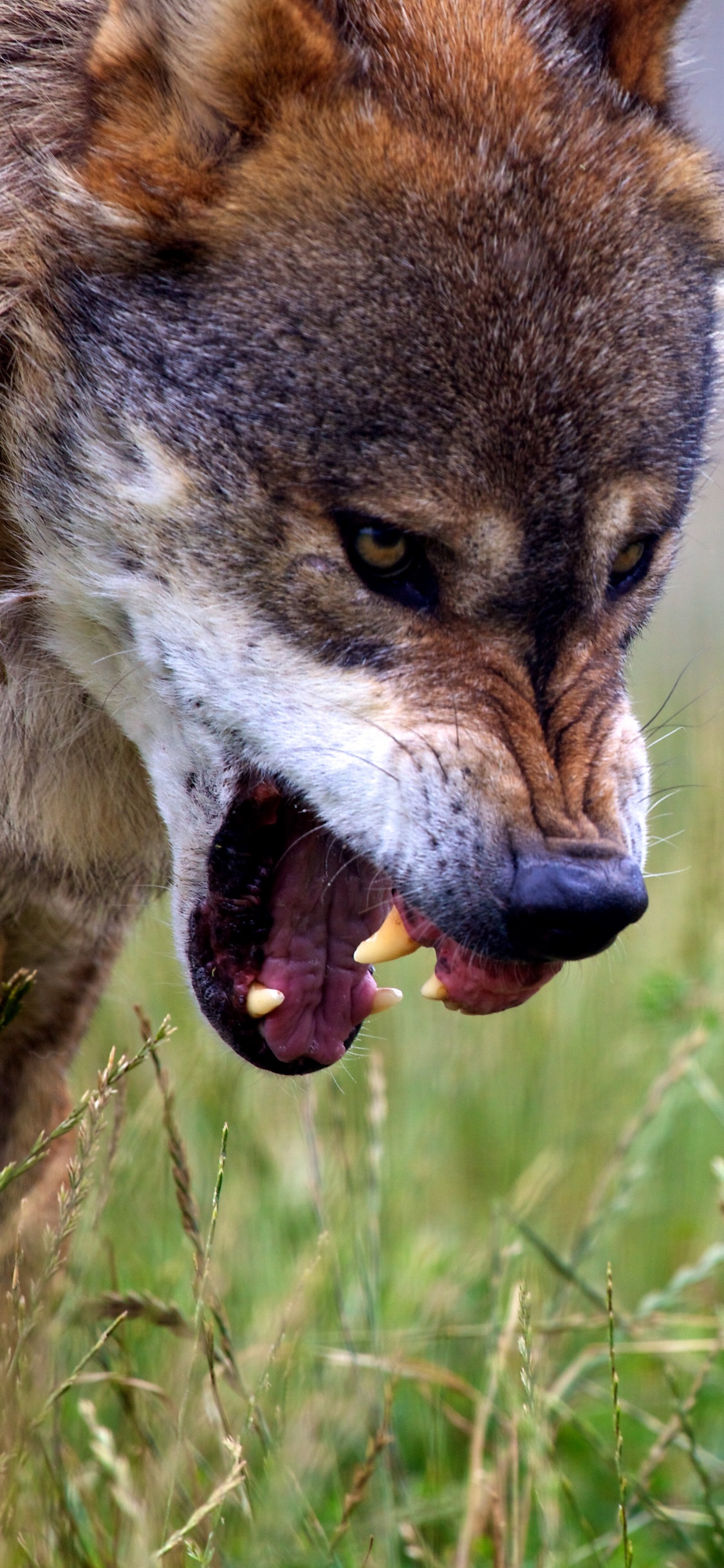 Обои волк, пес, Псовые, живая природа, Койот в разрешении 1125x2436