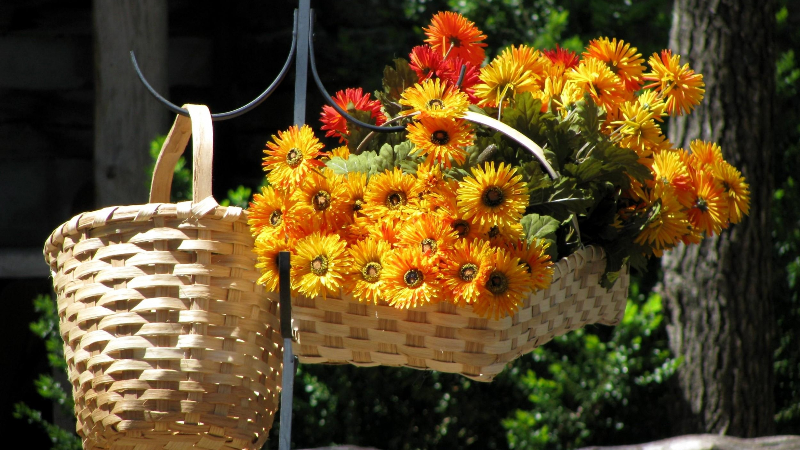 Обои цветочный дизайн, цветковое растение, корзина, цветник, цветочный горшок в разрешении 2560x1440