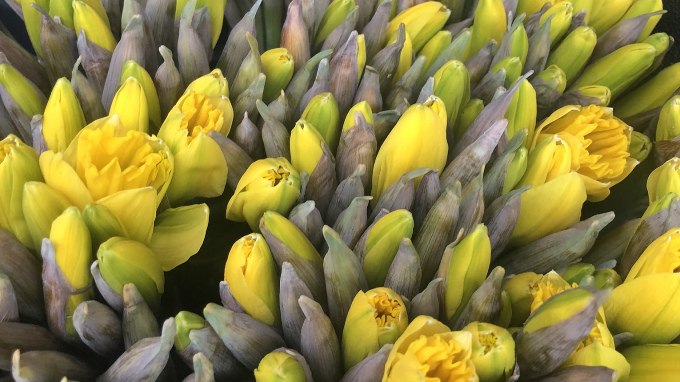 Обои полевой цветок, наука, физика, желтый, цветок в разрешении 1366x768