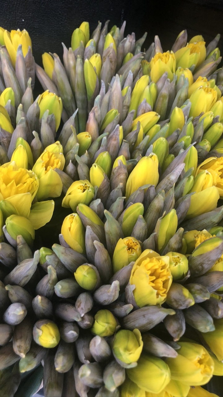 Обои полевой цветок, наука, физика, желтый, цветок в разрешении 720x1280