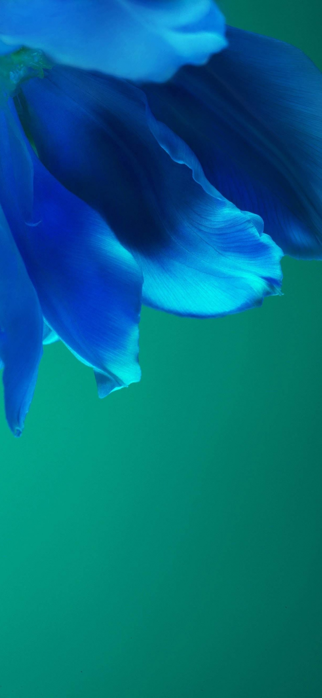 Обои Huawei, Huawei P40 Pro, huawei p40, андроид, смартфон в разрешении 1125x2436