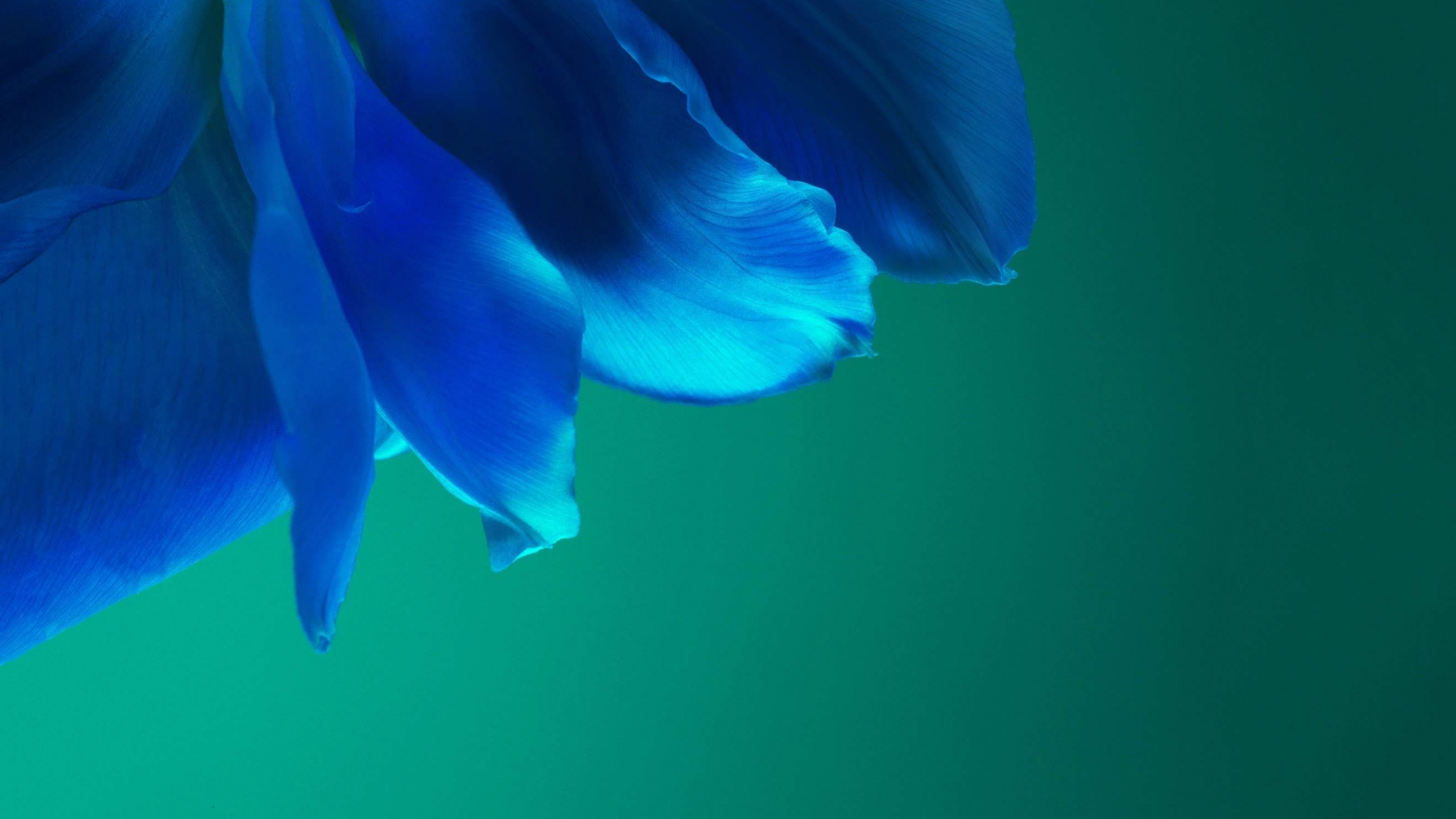 Обои Huawei, Huawei P40 Pro, huawei p40, андроид, смартфон в разрешении 2560x1440