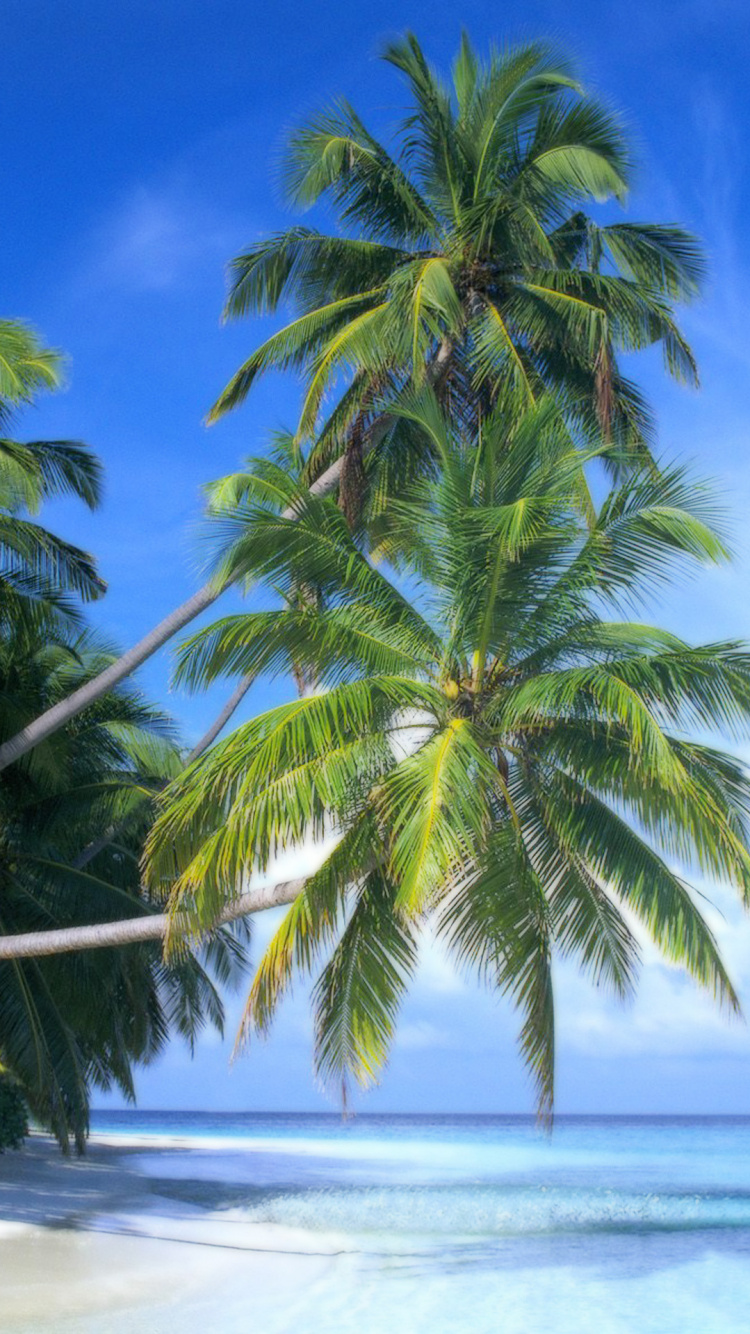 Обои дерево, тропическая зона, растительность, Пальма, Карибский бассейн в разрешении 750x1334