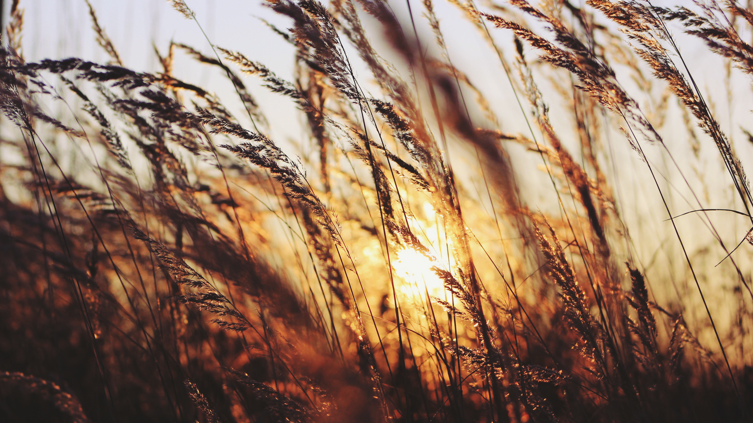 Обои солнечный свет, семейство травы, дерево, рнга, ветвь в разрешении 2560x1440