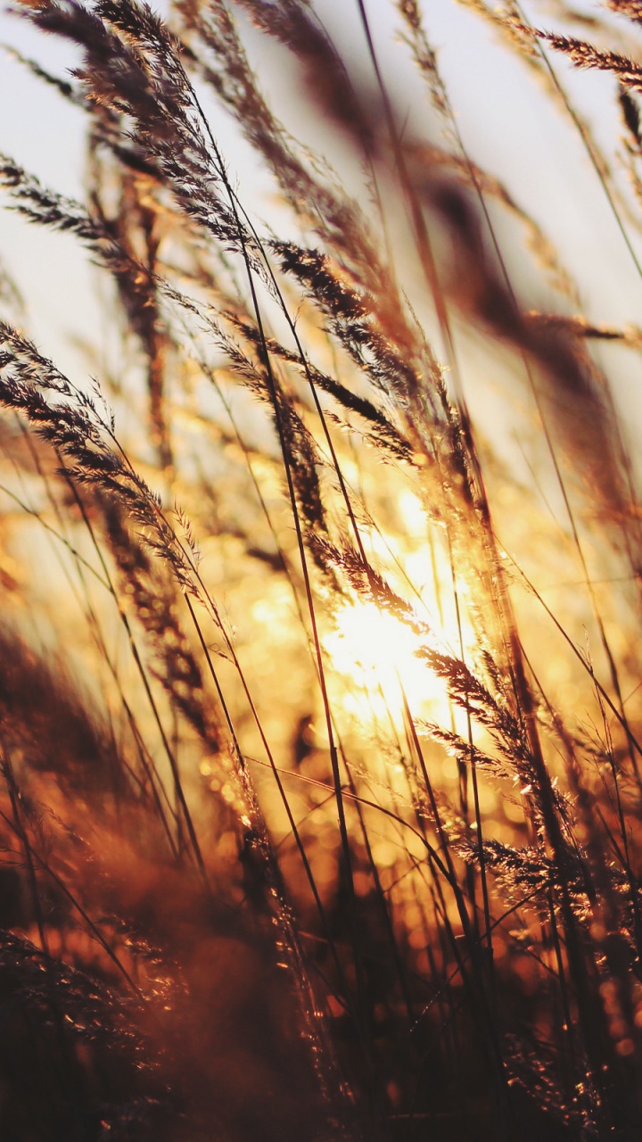 Обои солнечный свет, семейство травы, дерево, рнга, ветвь в разрешении 720x1280