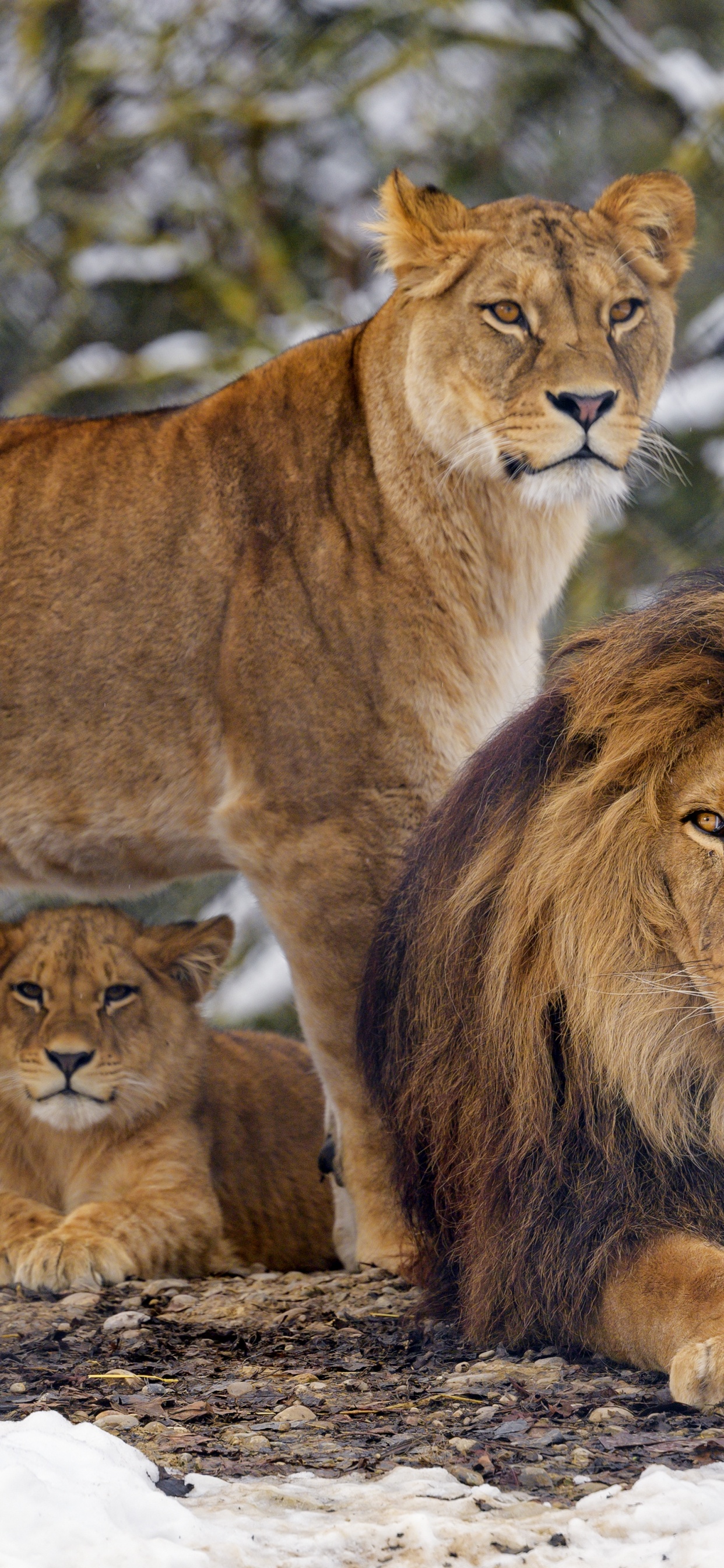 Обои Лев, тигр, лев и львица, живая природа, большая кошка в разрешении 1242x2688