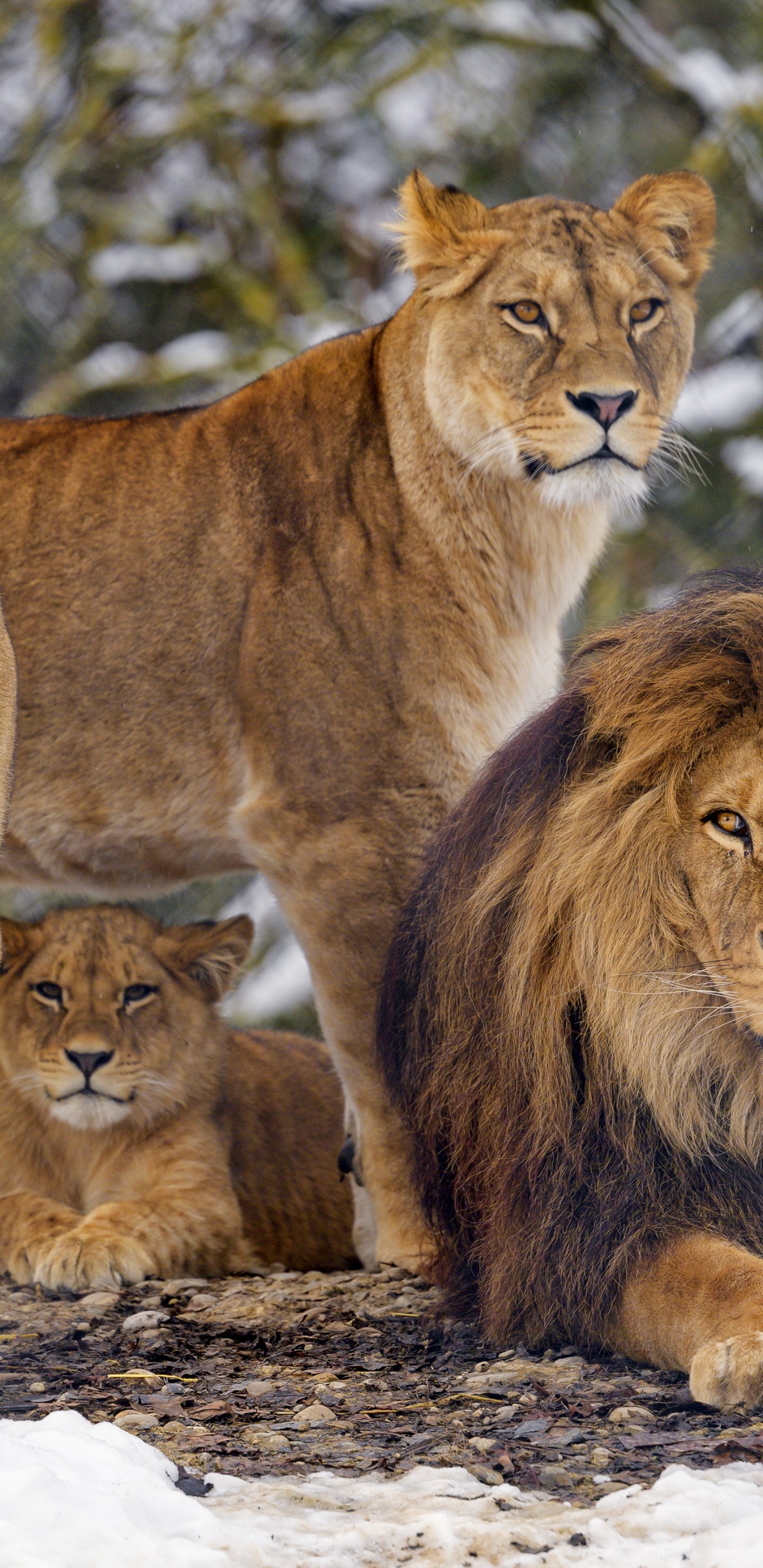 Обои Лев, тигр, лев и львица, живая природа, большая кошка в разрешении 1440x2960
