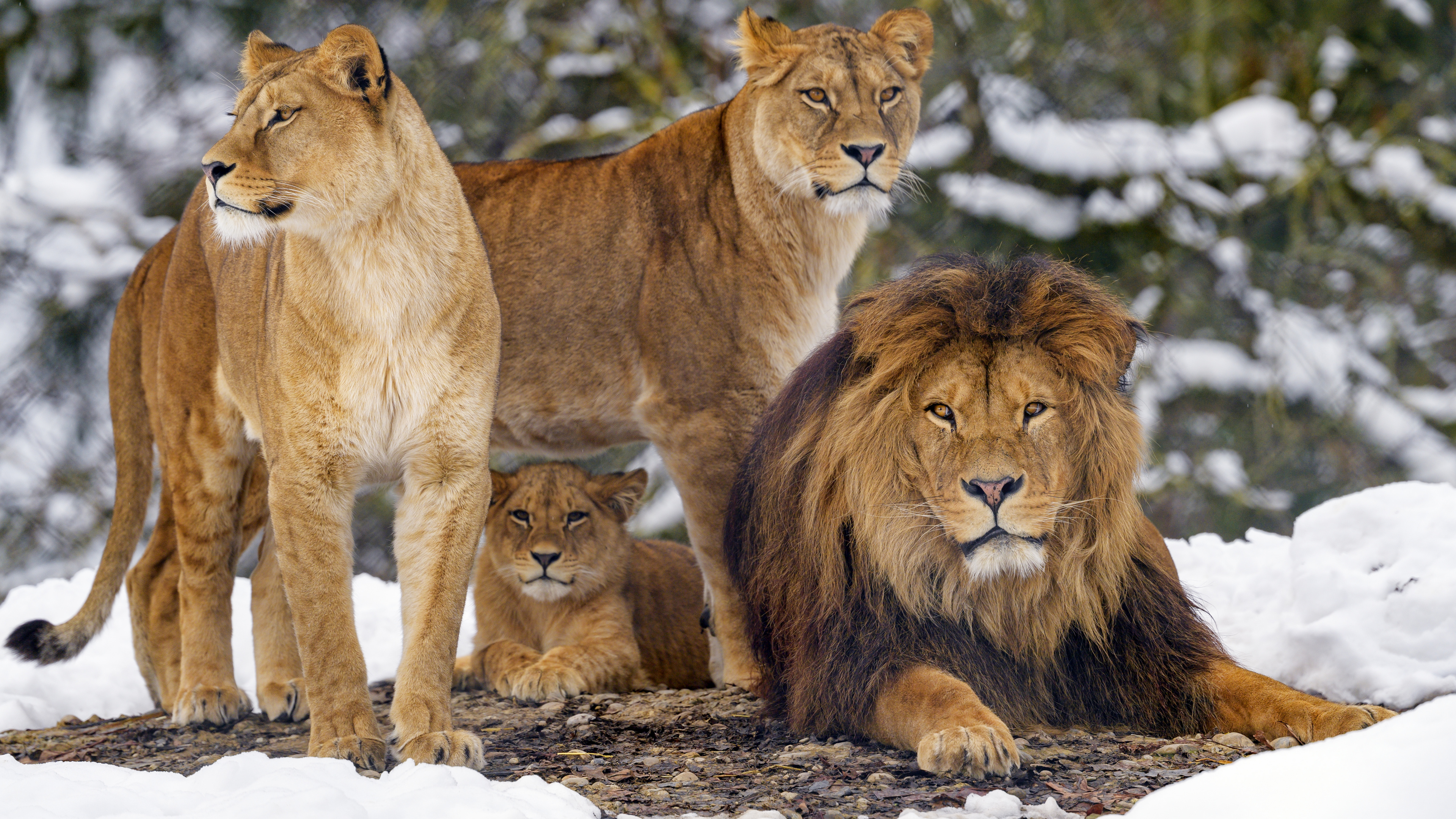 Обои Лев, тигр, лев и львица, живая природа, большая кошка в разрешении 3840x2160