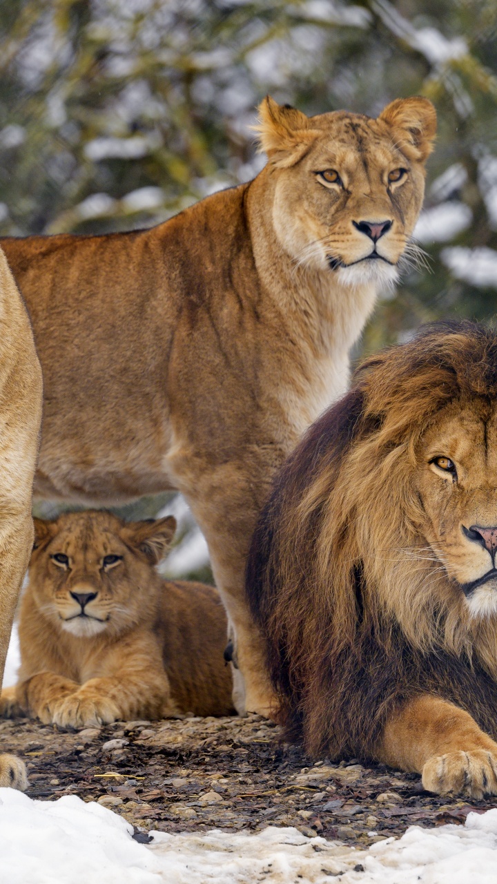 Обои Лев, тигр, лев и львица, живая природа, большая кошка в разрешении 720x1280