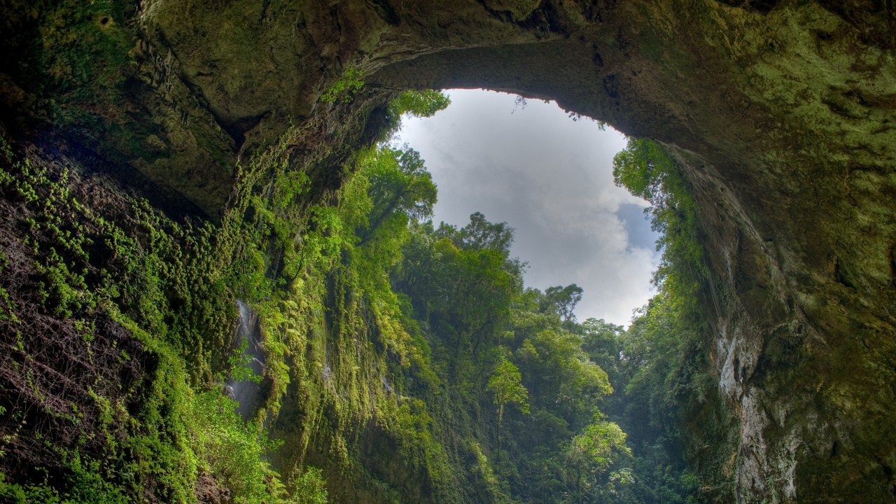 Обои США национальный лес, тропический лес, природа, растительность, формирование в разрешении 1280x720
