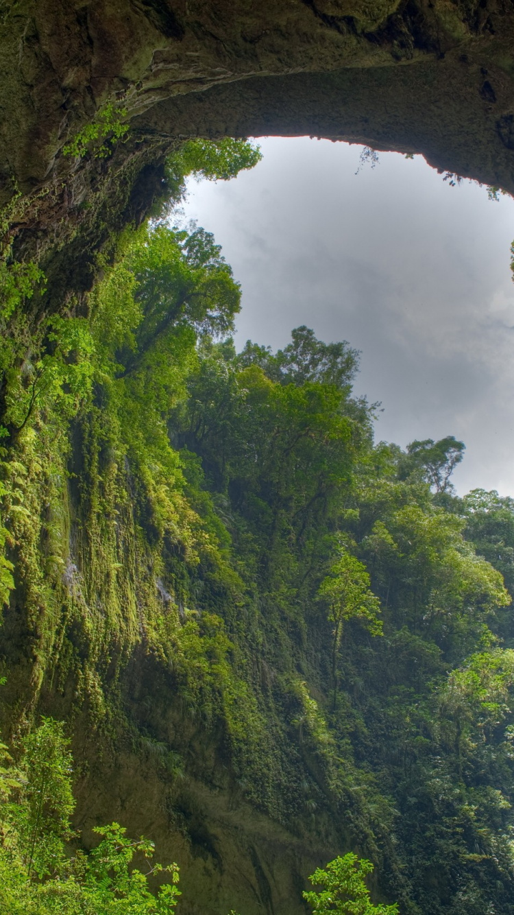 Обои США национальный лес, тропический лес, природа, растительность, формирование в разрешении 750x1334