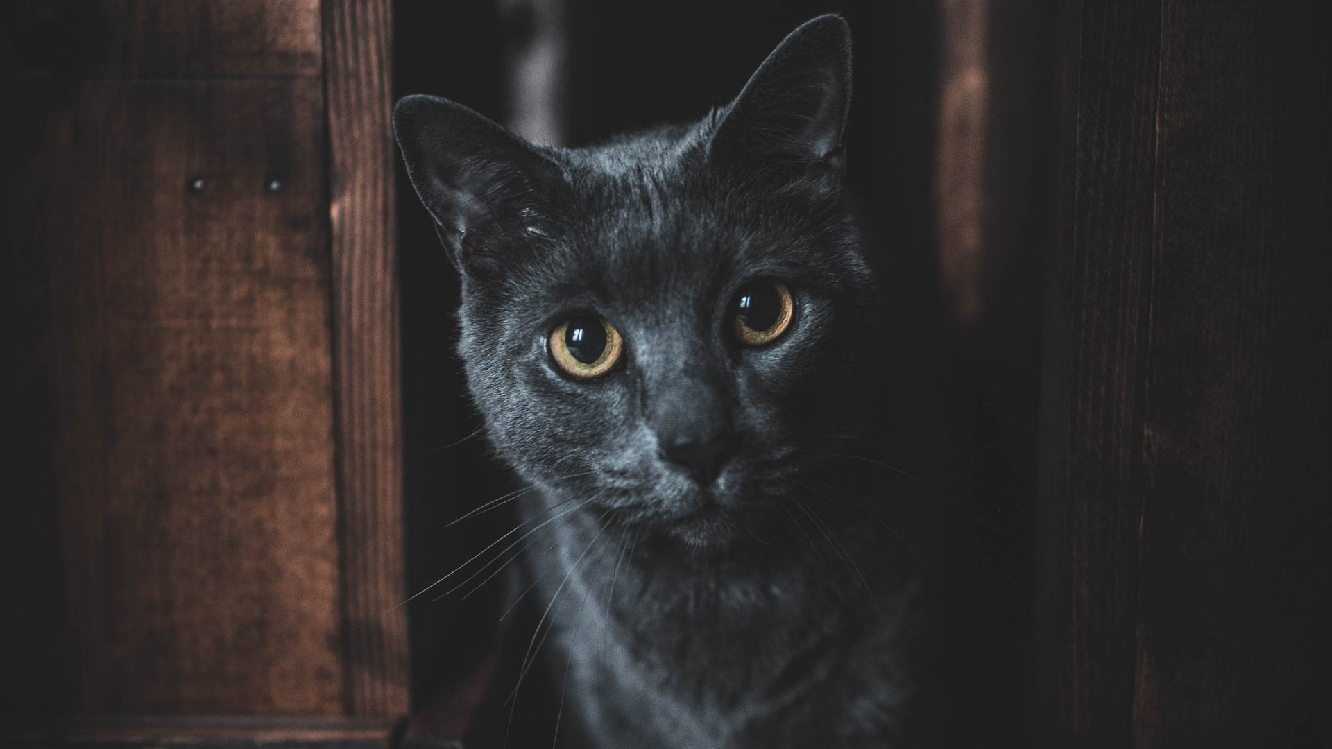 Обои котенок, кот, бакенбарды, черный, кошачьих в разрешении 1920x1080