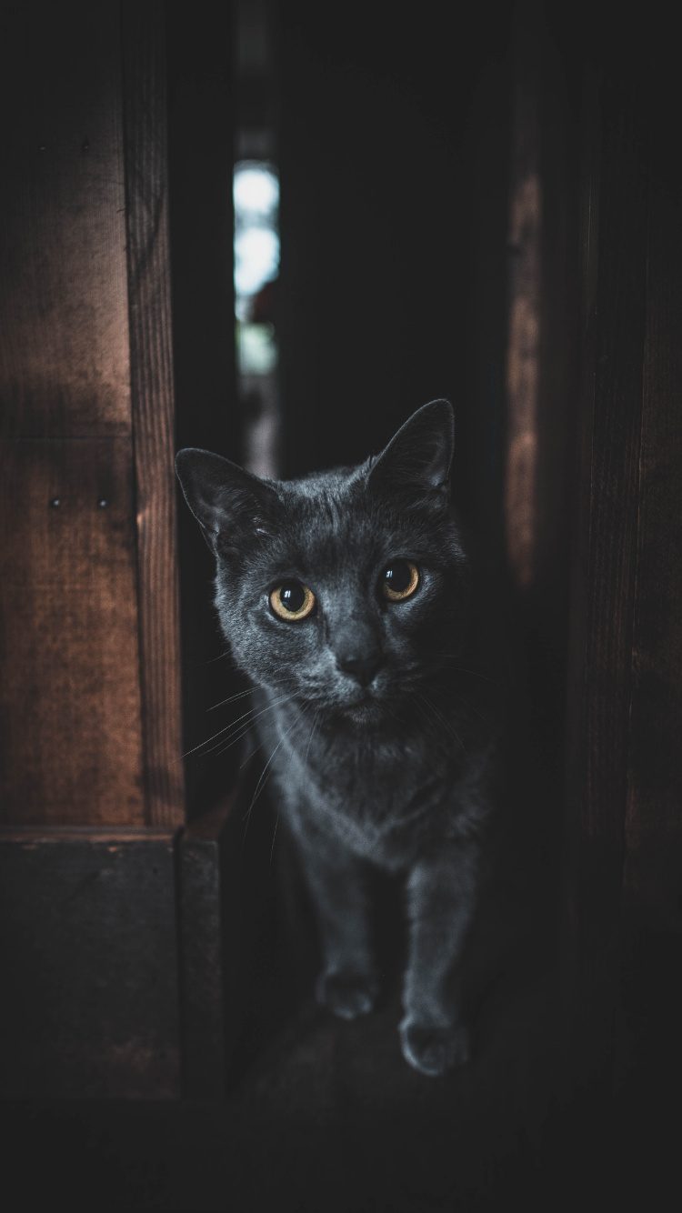 Обои котенок, кот, бакенбарды, черный, кошачьих в разрешении 750x1334