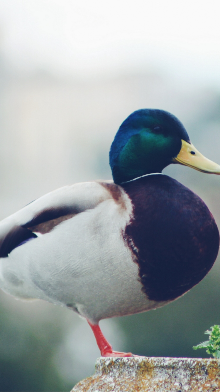 Обои Дикая утка, утка, птица, клюв, водоплавающие птицы в разрешении 750x1334