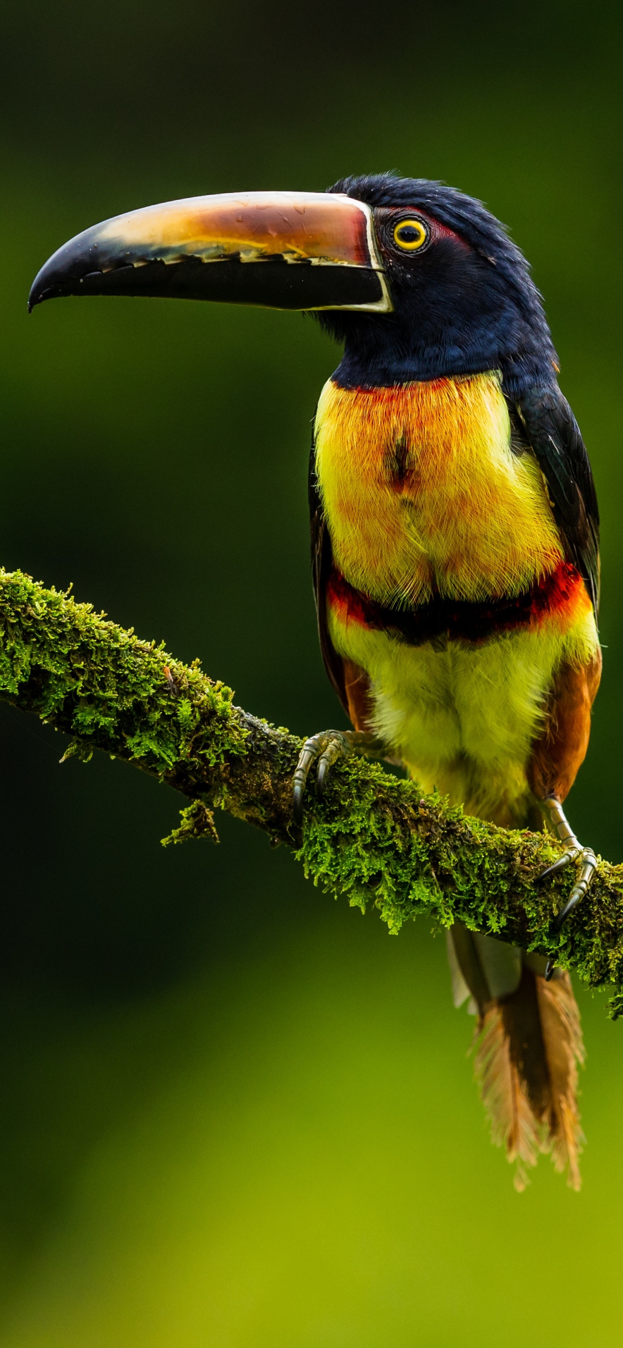 Обои Арасари, клюв, птица, тукан, ракшеобразных в разрешении 1242x2688