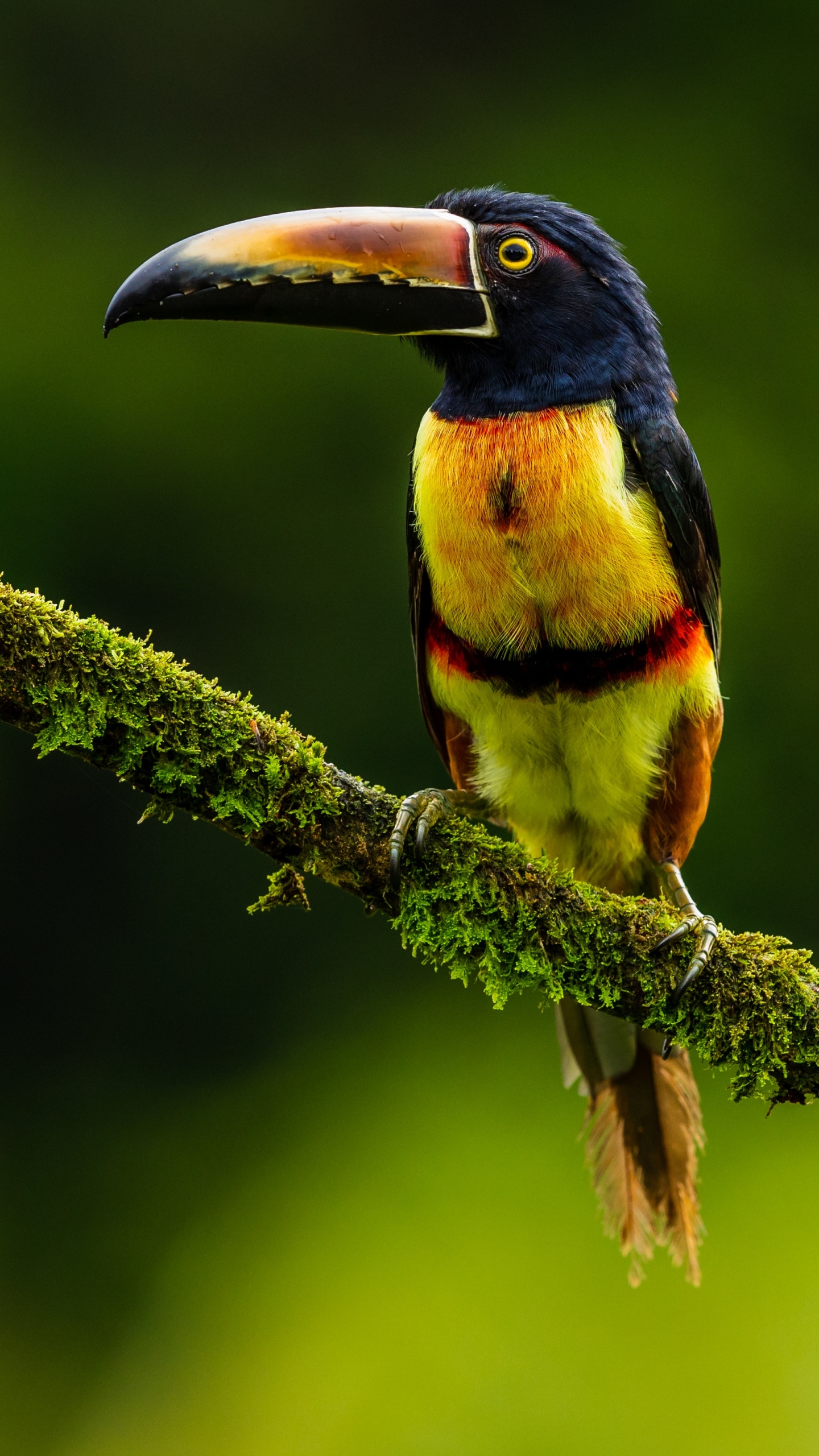 Обои Арасари, клюв, птица, тукан, ракшеобразных в разрешении 1440x2560