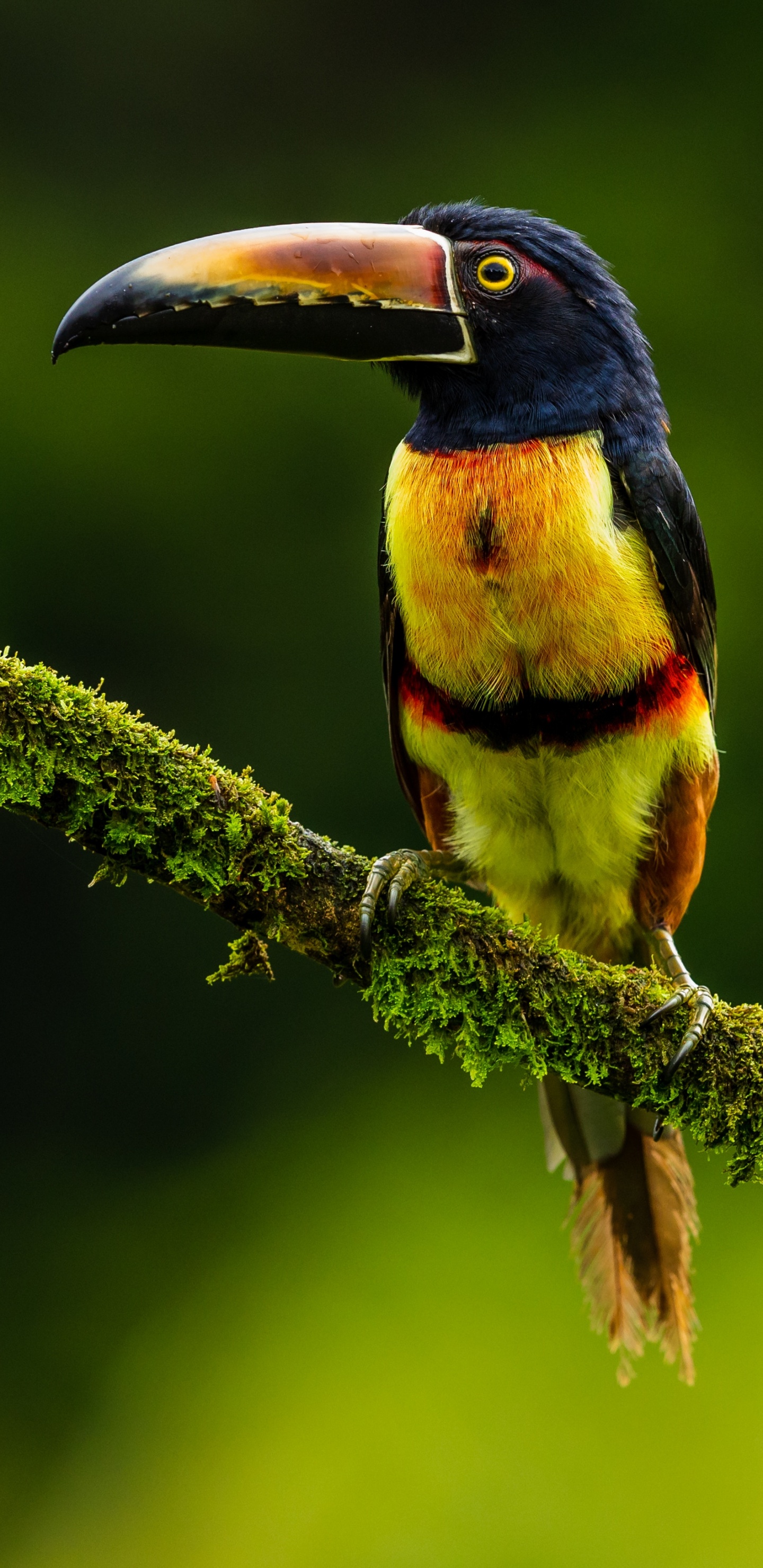 Обои Арасари, клюв, птица, тукан, ракшеобразных в разрешении 1440x2960