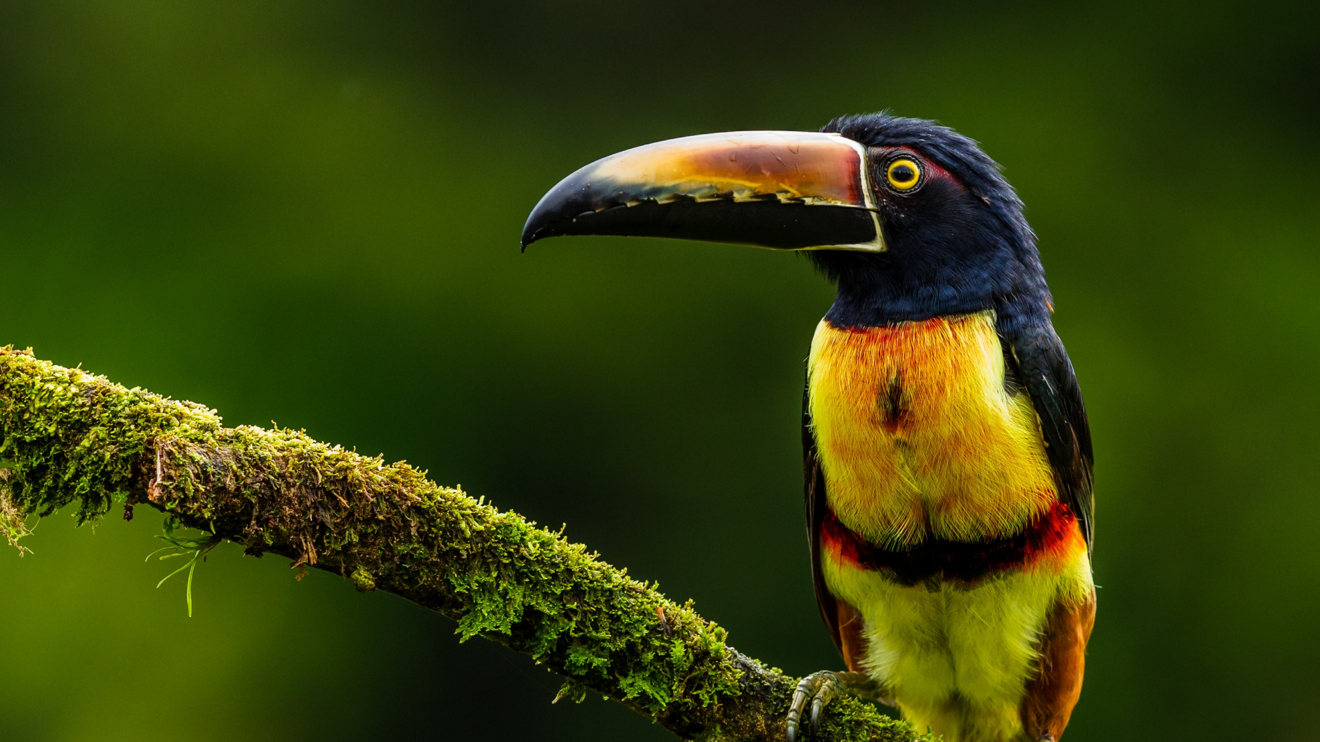 Обои Арасари, клюв, птица, тукан, ракшеобразных в разрешении 1920x1080