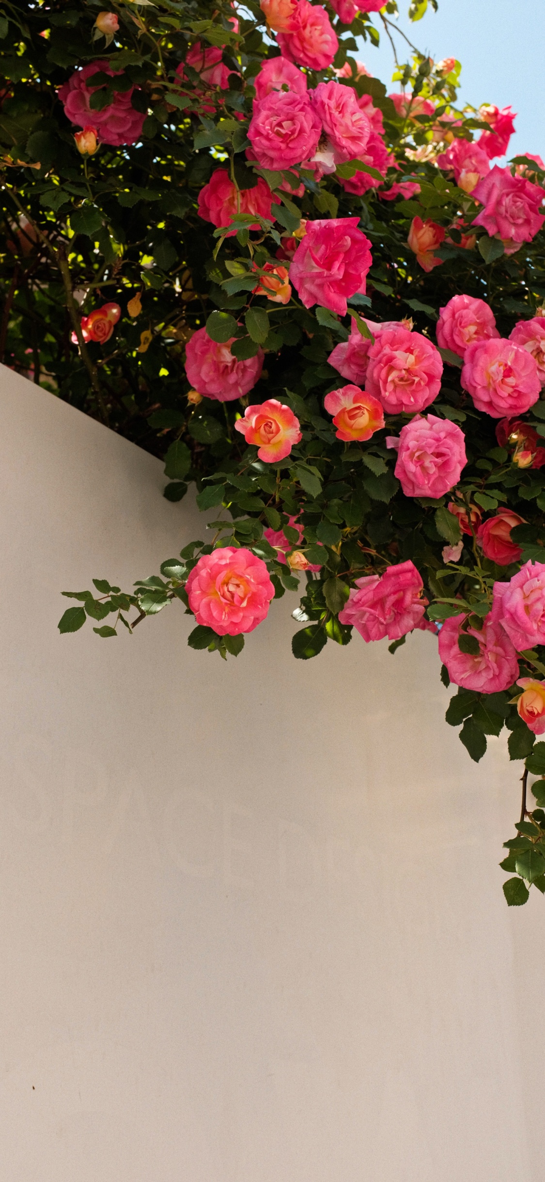 Обои цветок, растение, лепесток, гибридная чайная роза, ботаники в разрешении 1125x2436