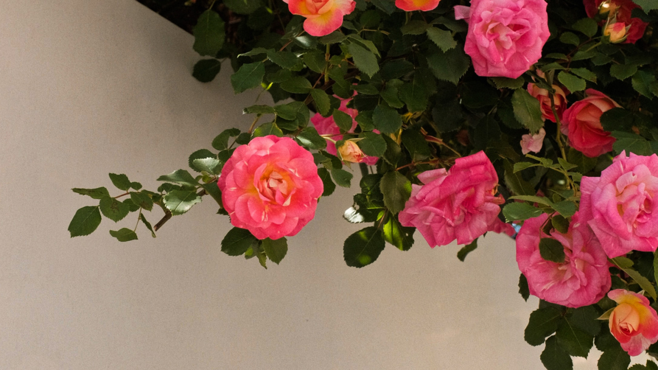 Обои цветок, растение, лепесток, гибридная чайная роза, ботаники в разрешении 1280x720