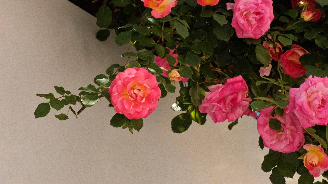 Обои цветок, растение, лепесток, гибридная чайная роза, ботаники в разрешении 1366x768