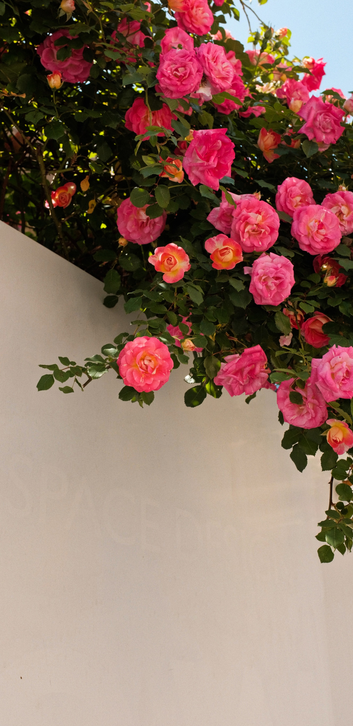 Обои цветок, растение, лепесток, гибридная чайная роза, ботаники в разрешении 1440x2960