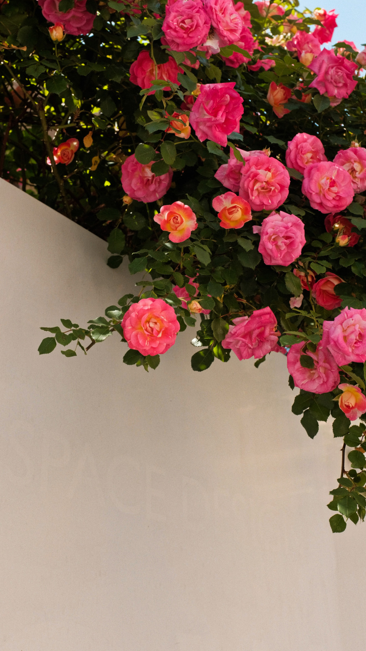 Обои цветок, растение, лепесток, гибридная чайная роза, ботаники в разрешении 750x1334