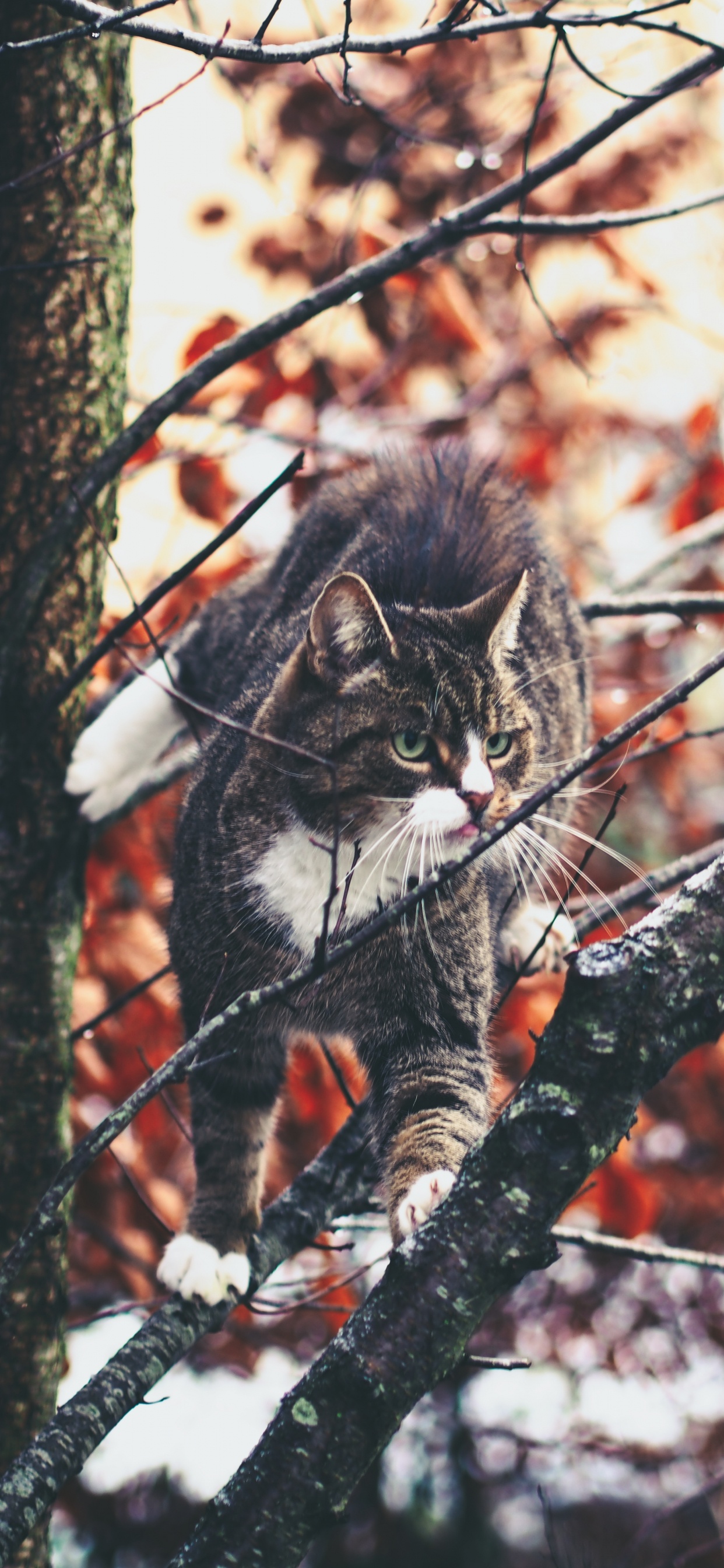 Обои бакенбарды, кот, дерево, лист, ветвь в разрешении 1242x2688