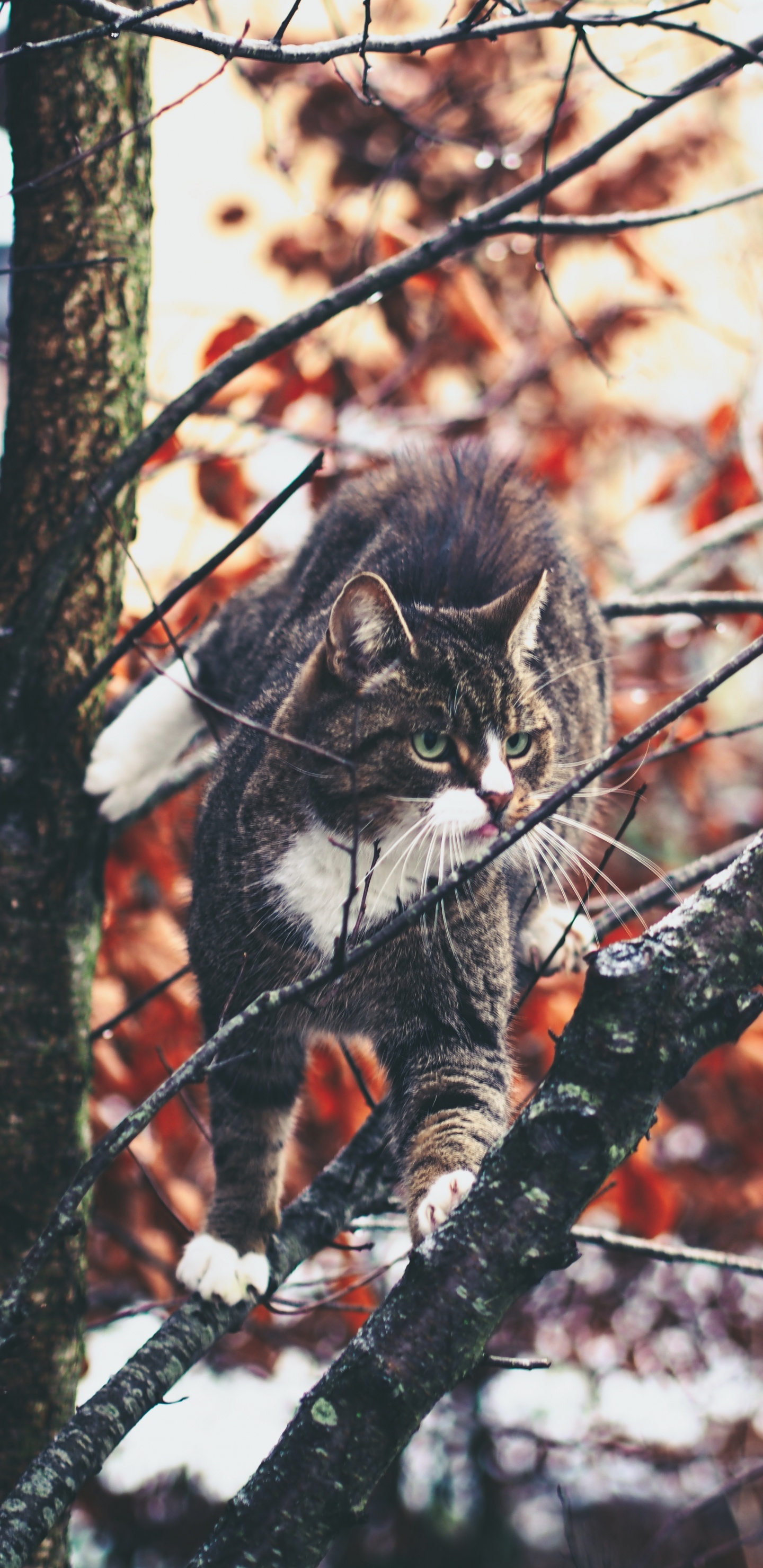 Обои бакенбарды, кот, дерево, лист, ветвь в разрешении 1440x2960